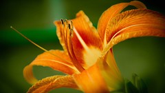 Flowers orange flowers