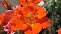 Flowers orange flowers