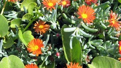Flowers orange flowers gerbera flower