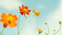 Flowers orange flowers petals Plants colorful