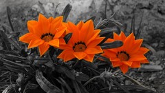Flowers orange flowers selective coloring