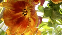 Flowers orange Garden