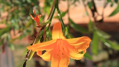 Flowers orange high quality