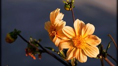 Flowers orange orange flowers