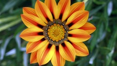 Flowers orange orange flowers Gazanias