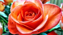 Flowers orange roses