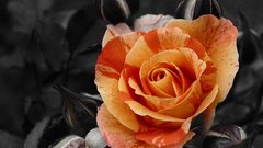 Flowers orange selective coloring