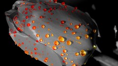 Flowers orange water drops