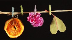 Flowers oranges slices