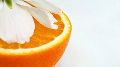 Flowers oranges white background fruits