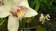 Flowers orchid flower