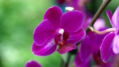 Flowers orchid flower