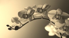 Flowers Orchids