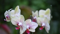 Flowers Orchids
