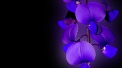 Flowers Orchids blue flowers