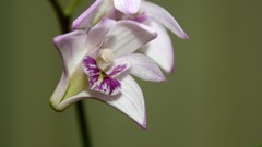 Flowers Orchids dendrobium