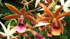 Flowers Orchids flower