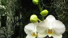 Flowers Orchids flower