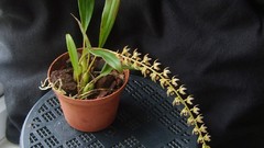 Flowers Orchids flowerpot