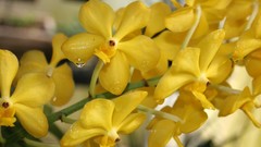 Flowers Orchids golden yellow flowers