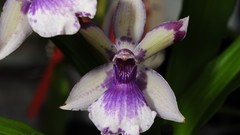 Flowers Orchids hybrid