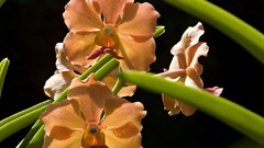 Flowers Orchids hybrid