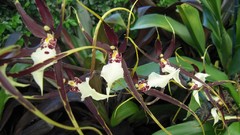 Flowers Orchids Kauai