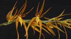 Flowers Orchids orange flowers