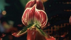 Flowers Orchids paphiopedilum