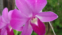 Flowers Orchids pink flowers