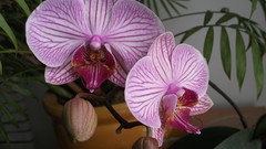 Flowers Orchids potted plant