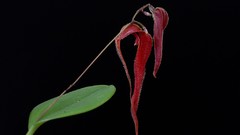 Flowers Orchids red flowers