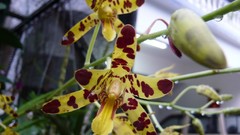 Flowers Orchids Spotted