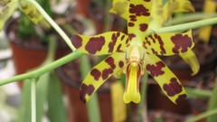 Flowers Orchids Spotted