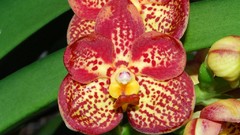 Flowers Orchids Spotted