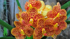 Flowers Orchids Spotted