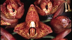 Flowers Orchids Spotted