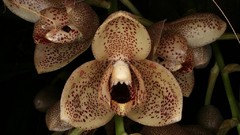 Flowers Orchids Spotted