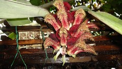 Flowers Orchids Spotted