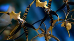 Flowers Orchids Spotted