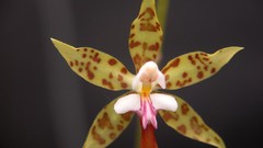 Flowers Orchids Spotted