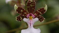 Flowers Orchids Spotted