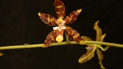 Flowers Orchids Spotted