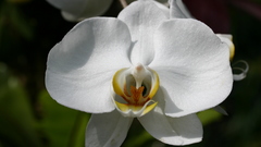 Flowers Orchids white flowers