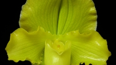 Flowers Orchids yellow flowers