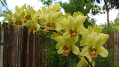 Flowers Orchids yellow flowers