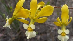 Flowers Orchids yellow flowers