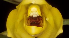 Flowers Orchids yellow flowers