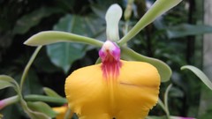 Flowers Orchids yellow flowers