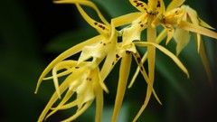 Flowers Orchids yellow flowers